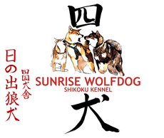 Sunrise Wolfdog